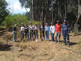 Reforestacion1